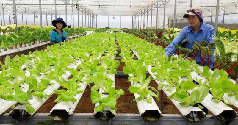 mô hình kinh doanh ở nông thôn